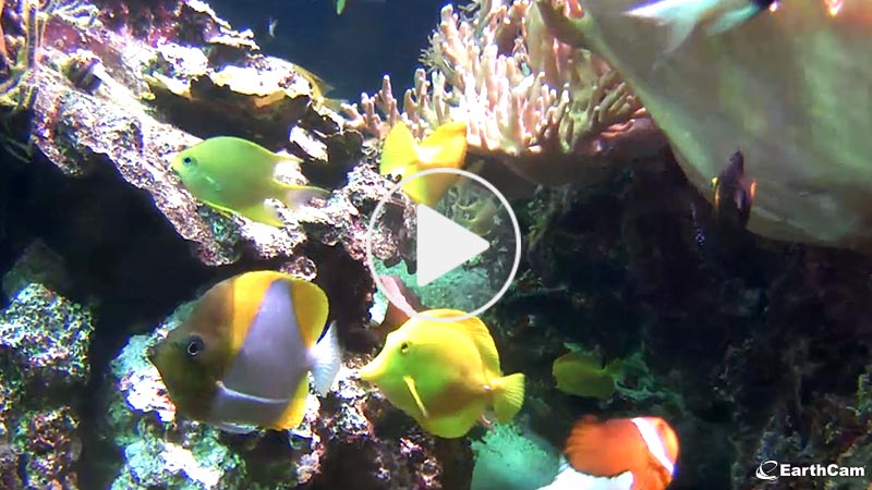 Aquarium Cam - Baltimore, Maryland