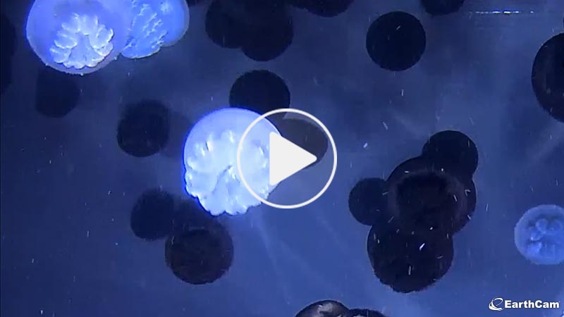 Jellyfish Cam - Baltimore, Maryland